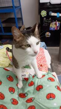 Rescue Domestic Short Hair Cats for Adoption in Bourbonnais, Illinois - Leo | PetCurious