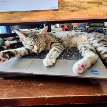 Rescue American Shorthair Cats for Adoption in Seguin, Texas - Apple | PetCurious