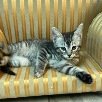 Domestic Medium Hair Cats Available for Adoption in Granville, Ohio - Stinger | PetCurious