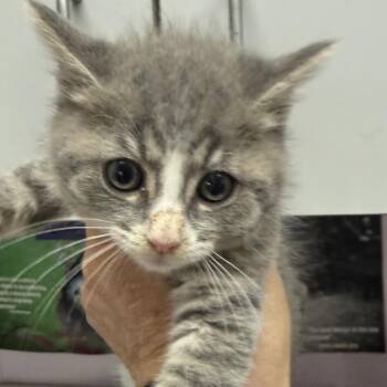 Buffy -  Domestic Short Hair Cat Available for Adoption in Fresno, California - Buffy | PetCurious