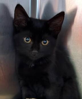 Rescue Domestic Short Hair Cats for Adoption in Columbia, South Carolina - Tarrah | PetCurious