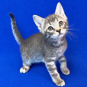 Rebate -  Domestic Short Hair Cat for Adoption in Mt. Juliet, Tennessee - Rebate | PetCurious