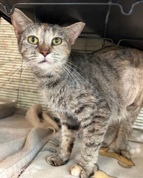 LUCY -  Domestic Short Hair Cat Available for Adoption in Hagerstown, Maryland - LUCY | PetCurious
