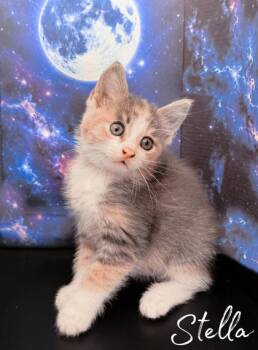 Stella -  Domestic Short Hair Cat for Adoption in Morton Grove, Illinois - Stella | PetCurious