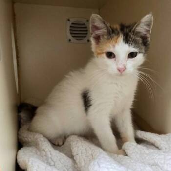 Neapolitan -  Domestic Short Hair Cat for Adoption in South Elgin, Illinois - Neapolitan | PetCurious
