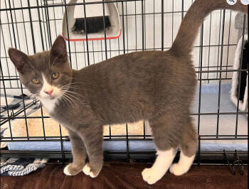 Rescue Domestic Short Hair Cats for Adoption in Fort Worth, Texas - Pesto | PetCurious