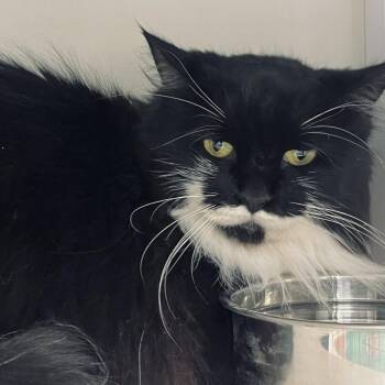 Domestic Short Hair Cats Available for Adoption - Sandy | PetCurious