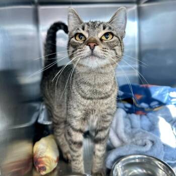Nora -  Domestic Short Hair Cat for Adoption in Matteson, Illinois - Nora | PetCurious