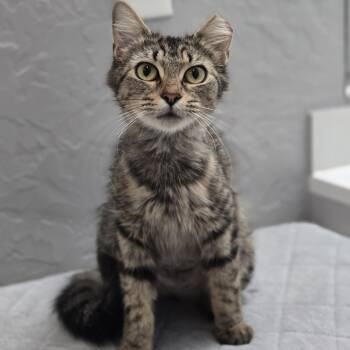 Pebbles -  Domestic Medium Hair Cat for Adoption in Liverpool, Texas - Pebbles | PetCurious