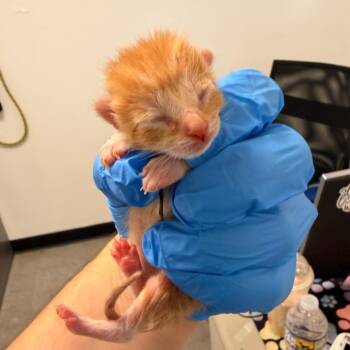 Pickle Pants -  Domestic Short Hair Cat for Adoption in Philadelphia, Pennsylvania - Pickle Pants | PetCurious