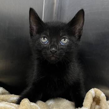 Oatmeal -  Domestic Short Hair Cat for Adoption in Palm Springs, California - Oatmeal | PetCurious