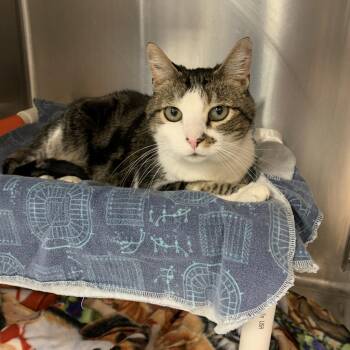 Chaska -  Domestic Short Hair Cat for Adoption in Salt Lake City, Utah - Chaska | PetCurious