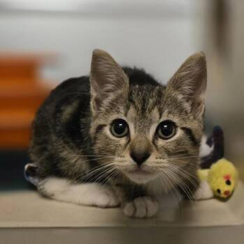 Domestic Short Hair Cats Available for Adoption in Oakland, California - Fish | PetCurious