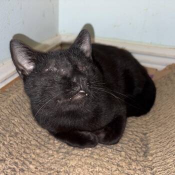 Domestic Short Hair Cats Available for Adoption in Fort Lauderdale, Florida - Davin | PetCurious