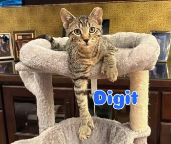 Digit -  American Shorthair Cat for Adoption in New York, New York - Digit | PetCurious
