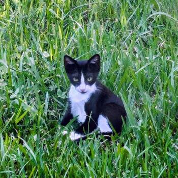 Blossom -  Domestic Short Hair Cat for Adoption in Lake Jackson, Texas - Blossom | PetCurious
