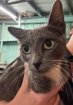 Giannia -  American Shorthair Cat for Adoption in Rockport, Texas - Giannia | PetCurious