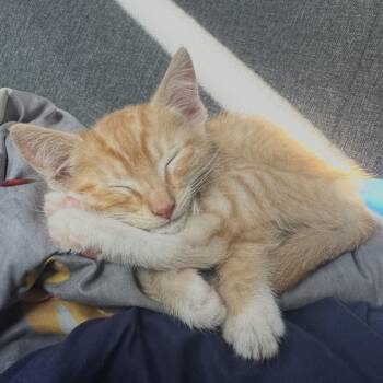 Asher -  Domestic Short Hair Cat for Adoption in Chehalis, Washington - Asher | PetCurious