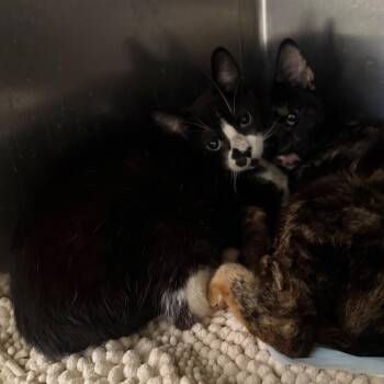 Domestic Short Hair Cats Available for Adoption in Spokane, Washington - Cupid | PetCurious