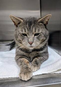 Rescue Domestic Short Hair Cats for Adoption - EDWIN | PetCurious