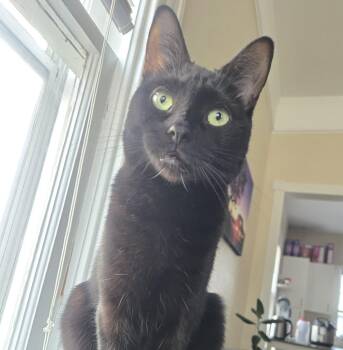 Domestic Short Hair Cats Available for Adoption - Mckenna | PetCurious