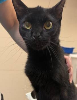 Judy -  Domestic Short Hair Cat for Adoption in Salisbury, Maryland - Judy | PetCurious