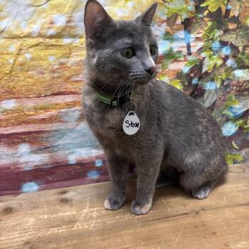 Domestic Short Hair Cats Available for Adoption in Normal, Illinois - Storm | PetCurious