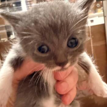 Sable -  Domestic Short Hair Cat for Adoption in Huntsville, Alabama - Sable | PetCurious