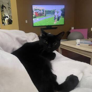 Bombay Cats Available for Adoption in South Elgin, Illinois - Rocko - Home To Home | PetCurious