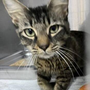 Mom -  Domestic Short Hair Cat for Adoption in Marble, North Carolina - Mom | PetCurious