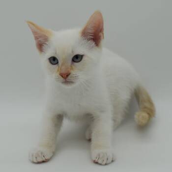 Ivory -  Siamese Cat for Adoption in Mobile, Alabama - Ivory | PetCurious