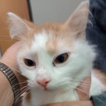 Rescue Domestic Long Hair Cats for Adoption in Grand Rapids, Minnesota - Daphne | PetCurious