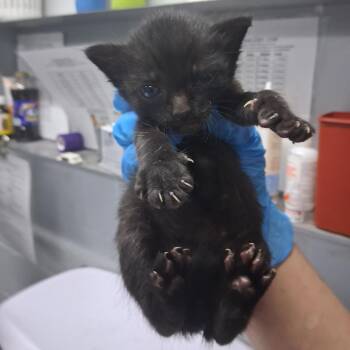 Katia -  Domestic Short Hair Cat for Adoption in Summerville, South Carolina - Katia | PetCurious
