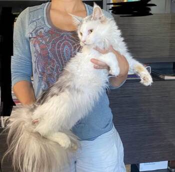 Millie -  Maine Coon Cat for Adoption in Northlake, Illinois - Millie | PetCurious