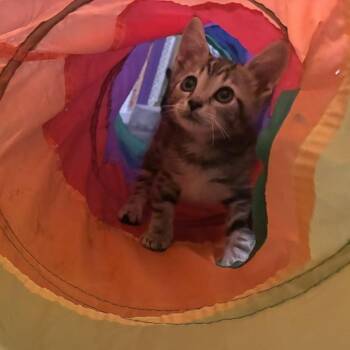 Mustard -  Domestic Short Hair Cat for Adoption in Philadelphia, Pennsylvania - Mustard | PetCurious