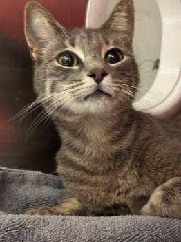 Domestic Short Hair Cats Available for Adoption - LOVELY | PetCurious