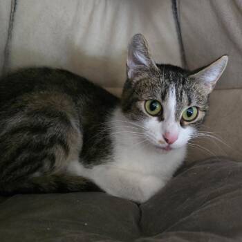 Domestic Short Hair Cats Available for Adoption in Prescott, Arizona - Jazmine | PetCurious