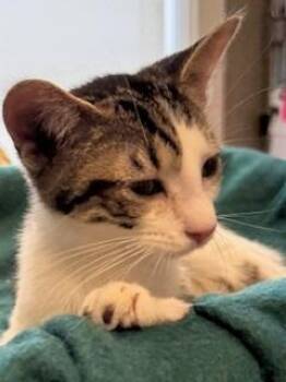 Domestic Short Hair Cats Available for Adoption - Racer | PetCurious