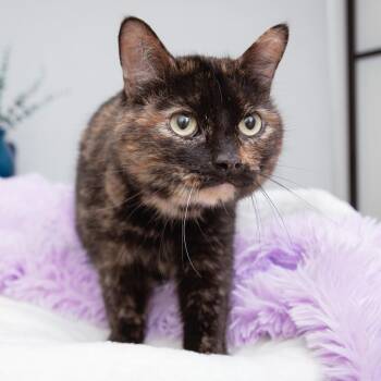 Domestic Short Hair Cats Available for Adoption - Astrid | PetCurious