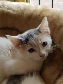 June -  Domestic Short Hair Cat for Adoption in St. Augustine, Florida - June | PetCurious
