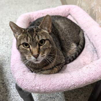 Tabby Cats Available for Adoption in Wilmington, Ohio - Nacho | PetCurious