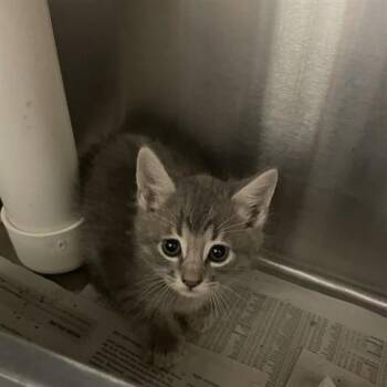 Toby A217504 -  Domestic Short Hair Cat for Adoption in Plano, Texas - Toby A217504 | PetCurious