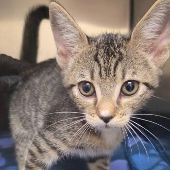 Plum -  Domestic Short Hair Cat for Adoption in Lakeland, Florida - Plum | PetCurious