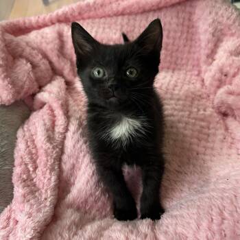 Hekla -  Domestic Short Hair Cat for Adoption in Alexandria, Virginia - Hekla | PetCurious
