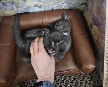 Marley -  Domestic Short Hair Cat for Adoption in Melville, New York - Marley | PetCurious