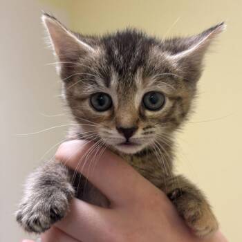 Phantom -  Domestic Short Hair Cat for Adoption in Wilmington, Delaware - Phantom | PetCurious
