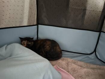 Mama Pretzel -  Domestic Short Hair Cat Available for Adoption in Virginia Beach, Virginia - Mama Pretzel | PetCurious