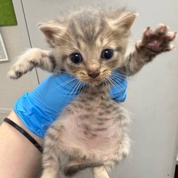 Ceecee -  Domestic Short Hair Cat for Adoption in Columbiana, Alabama - Ceecee | PetCurious