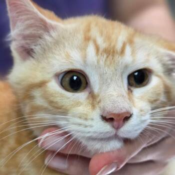 Percy -  Domestic Short Hair Cat Available for Adoption in Charleston, West Virginia - Percy | PetCurious