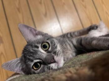 Oatmeal -  Domestic Short Hair Cat for Adoption in Logan, Utah - Oatmeal | PetCurious